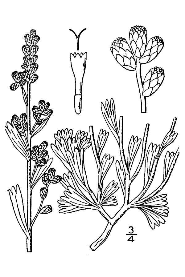 Imagem de Artemisia tridentata (Nutt.) W. A. Weber