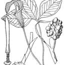 Image of Jack in the pulpit