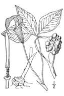 Imagem de Arisaema triphyllum subsp. triphyllum