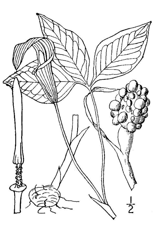 صورة Arisaema triphyllum subsp. triphyllum