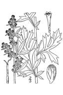 Image of common wormwood