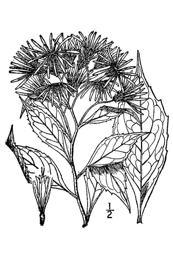 Image of Whorled Nodding-Aster