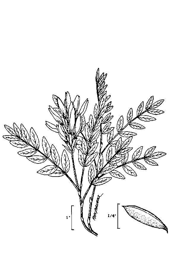 Слика од Astragalus agrestis Douglas ex Hook.