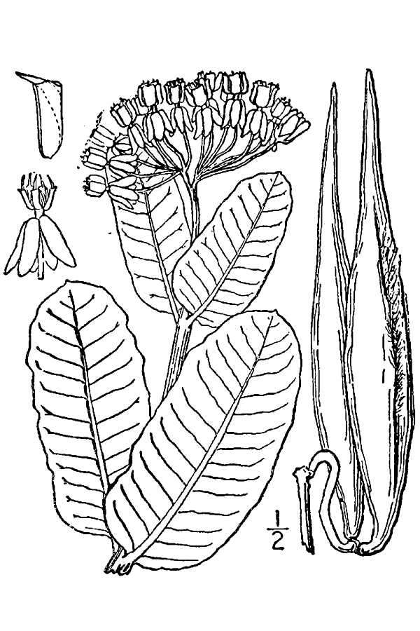 Imagem de Asclepias amplexicaulis Sm.