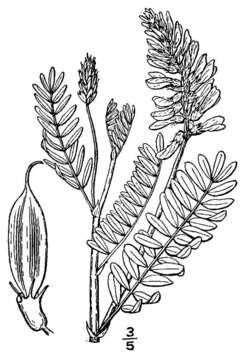 Image of twogrooved milkvetch