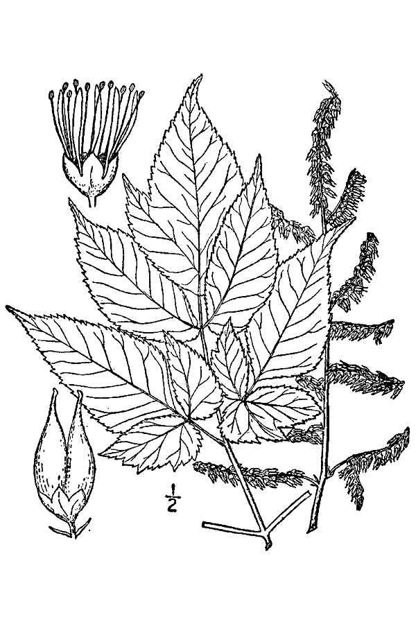 Image de Astilbe biternata (Vent.) Britt.