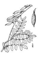 Astragalus robbinsii var. minor (Hook.) Barneby的圖片