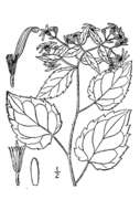 Image de Eurybia divaricata (L.) G. L. Nesom