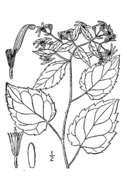 Image of white wood aster