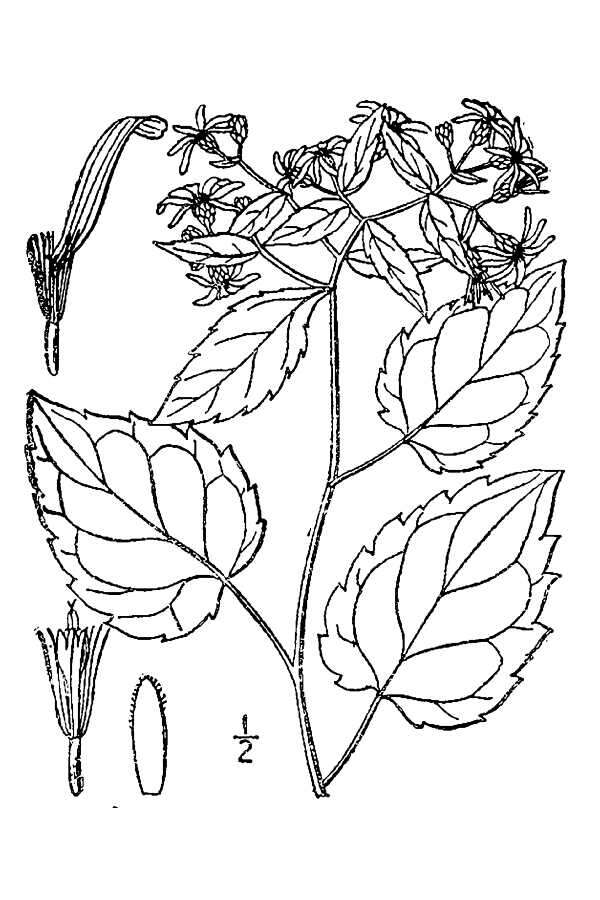 Image of white wood aster