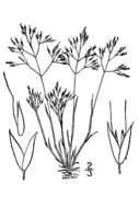 Image of silver hairgrass