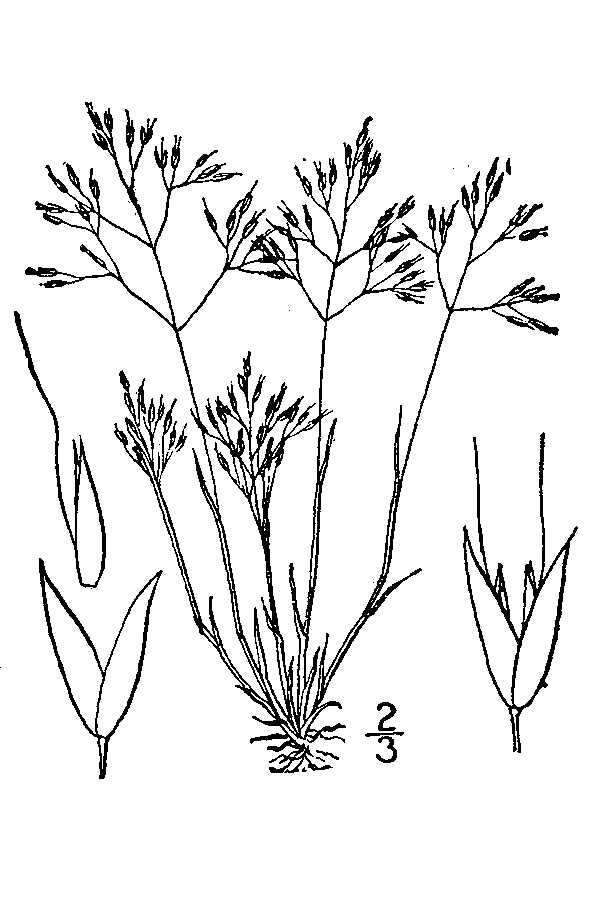 Image of silver hairgrass