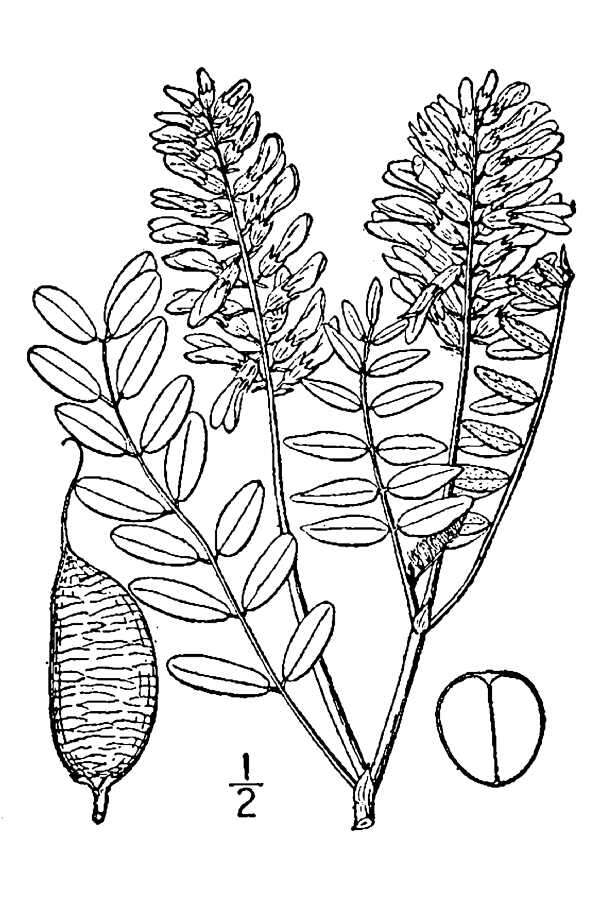 Image of Canadian milkvetch