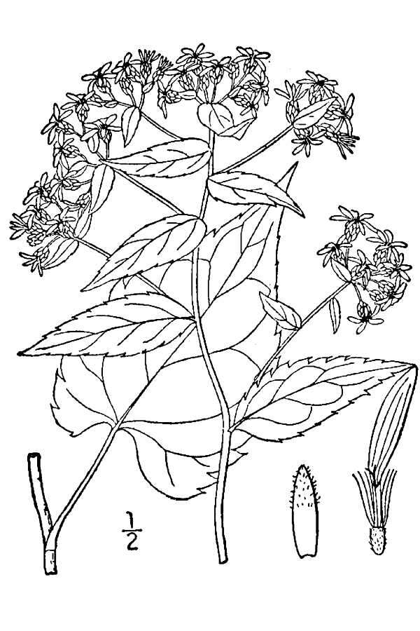 Image of white wood aster