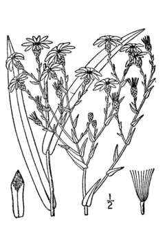 Image of smooth blue aster