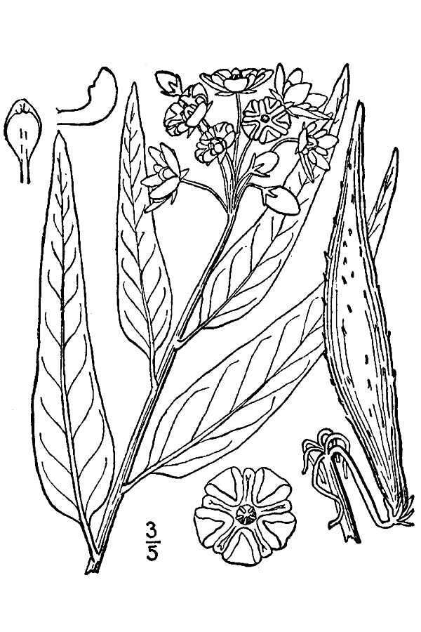 Imagem de Asclepias asperula subsp. capricornu (Woods.) Woods.