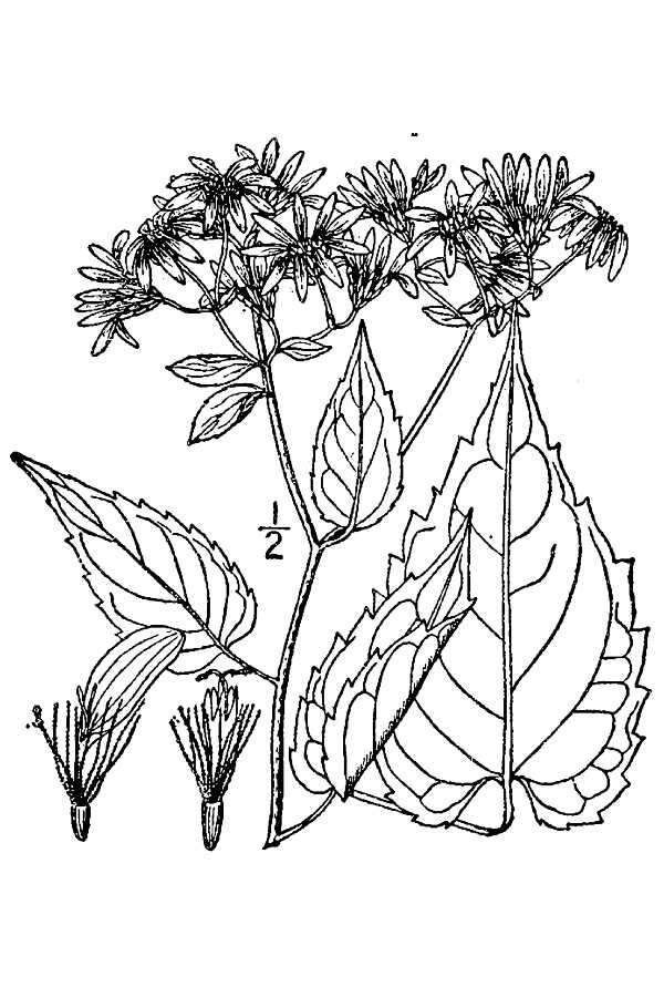 Plancia ëd Eurybia divaricata (L.) G. L. Nesom