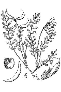 Image of Ozark milkvetch