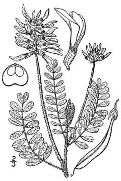 Imagem de Astragalus drummondii Dougl.