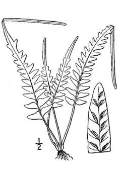 Image of spleenwort