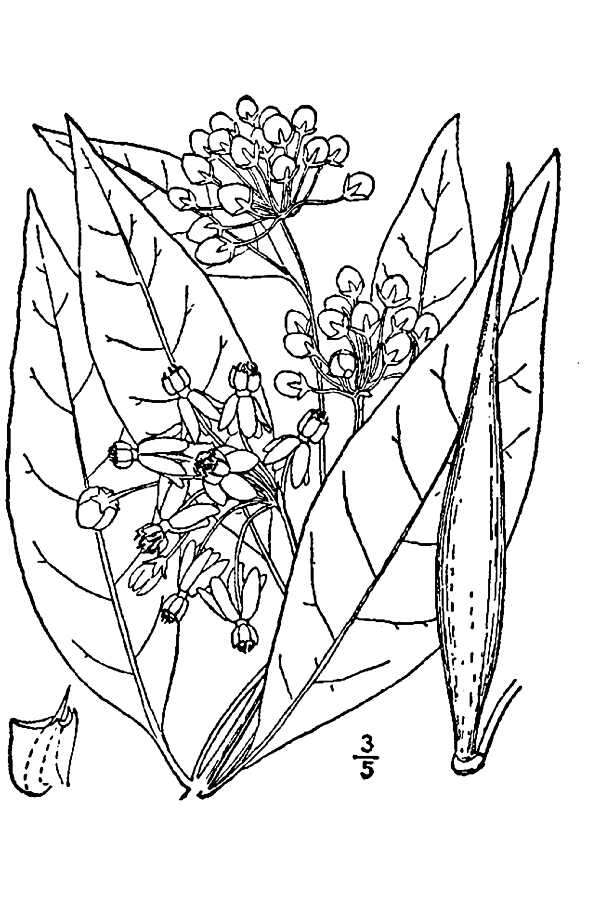 Image of poke milkweed