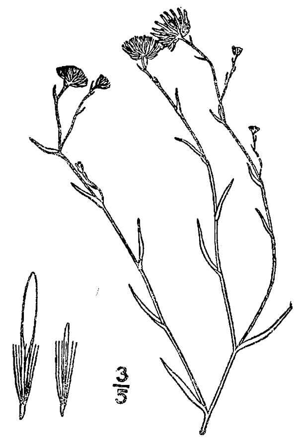 Слика од Symphyotrichum subulatum var. ligulatum S. D. Sundberg