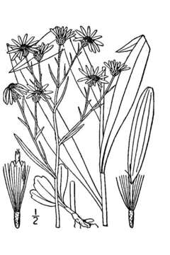 Image of Pringle's aster