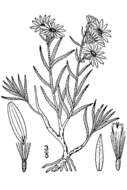 Image of Fendler's aster