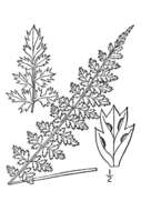Image of little spleenwort