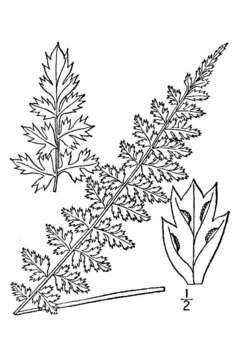 Image of little spleenwort