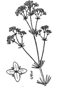 Image of waxy bedstraw