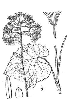 Image of Schreber's aster