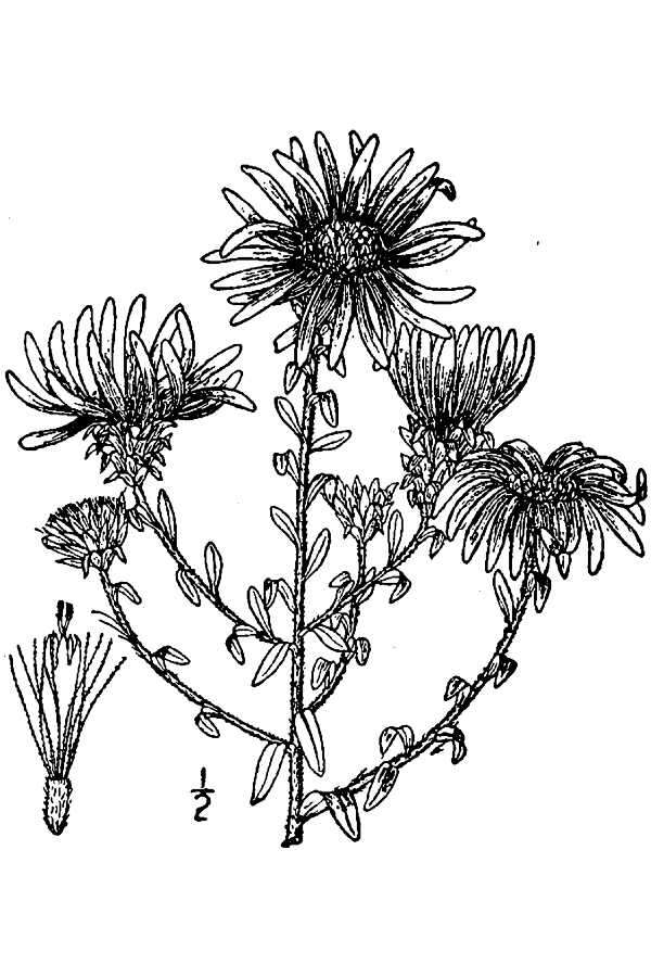Image of largeflower aster