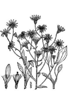 Image of slender aster