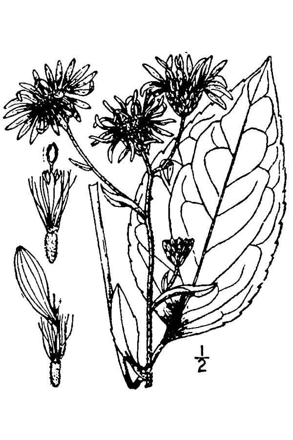 Plancia ëd Eurybia herveyi (A. Gray) G. L. Nesom