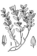 Image de Hypericum hypericoides subsp. hypericoides