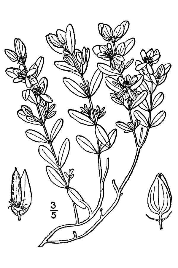 Image de Hypericum hypericoides subsp. hypericoides