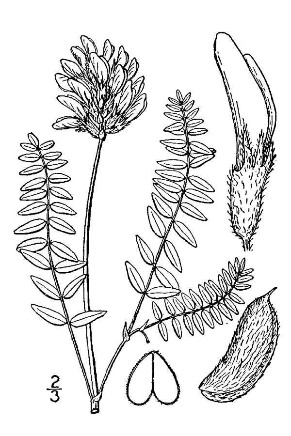 Image of purple milkvetch