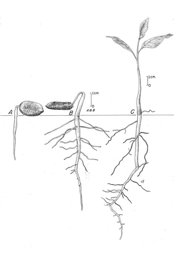 Image of pawpaw