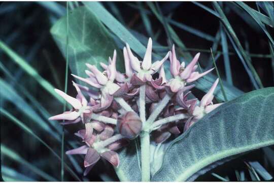 Imagem de Asclepias speciosa Torr.