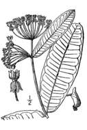 Image of common milkweed