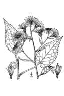 Image of Lindley's aster