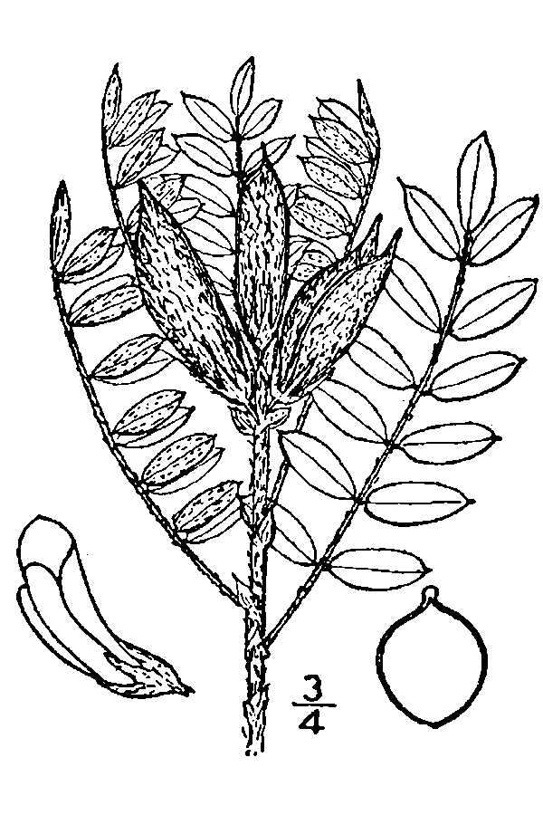 Imagem de Astragalus lotiflorus Hook.