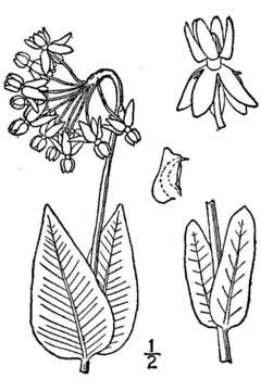 Image de Asclepias meadii Torr. ex A. Gray