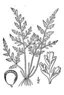 Image of mountain spleenwort