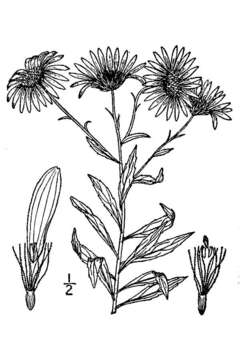 Image of bog aster