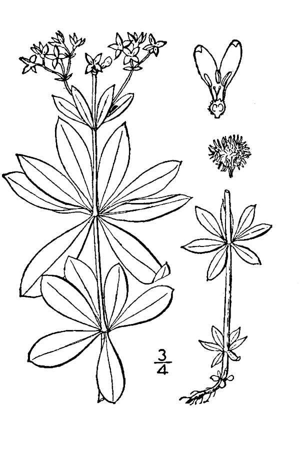 Image of Woodruff