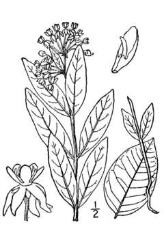 Image of oval-leaf milkweed