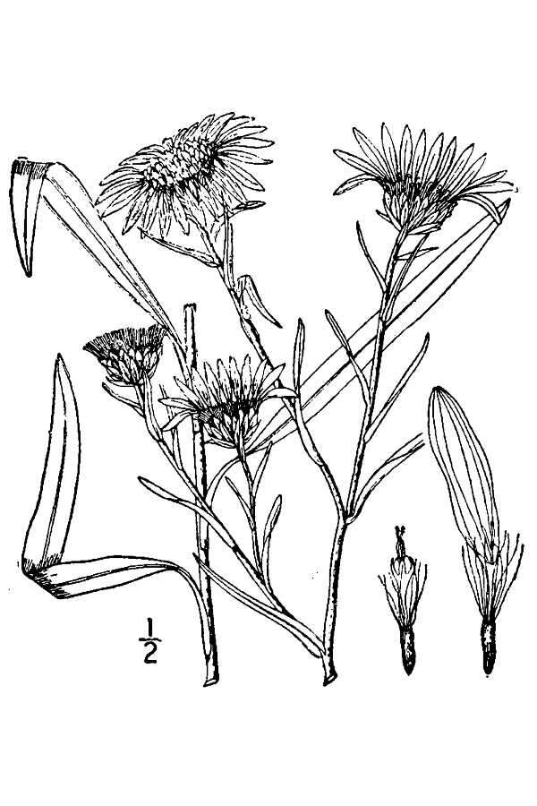 Plancia ëd Eurybia paludosa (Ait.) G. L. Nesom