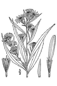 Image of white panicle aster